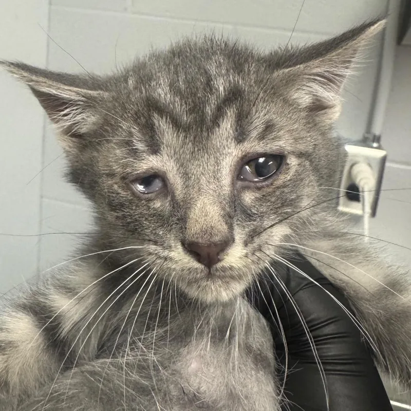 A baby small-sized male Gray / Blue / Silver Domestic Short Hair cat named Corbin for adoption in Greenville, SC