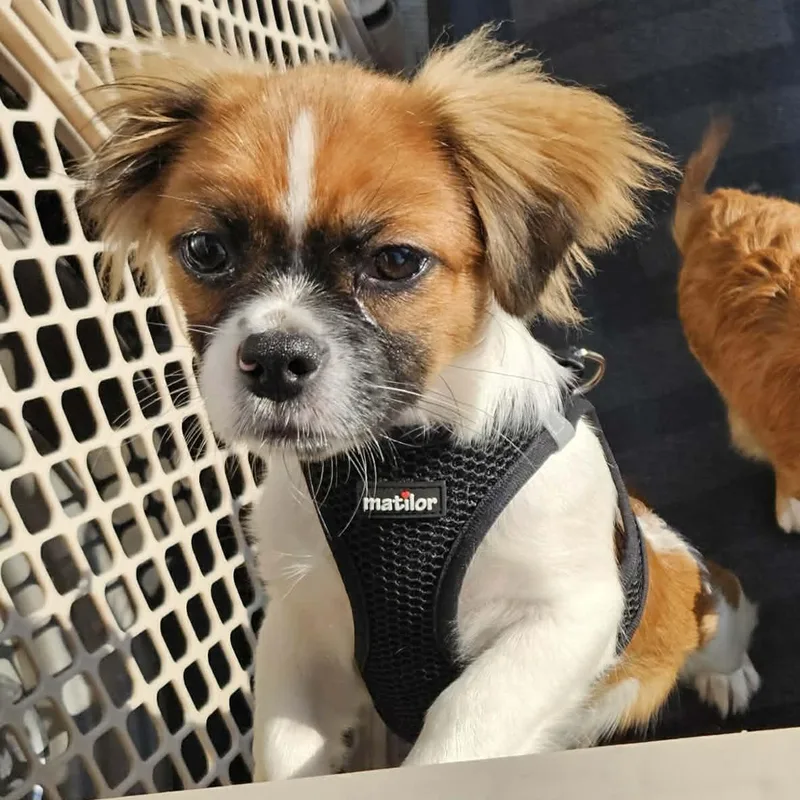 A baby small-sized male Tricolor (Brown, Black, & White) Shih Tzu dog named Ed for adoption in Brockport, NY
