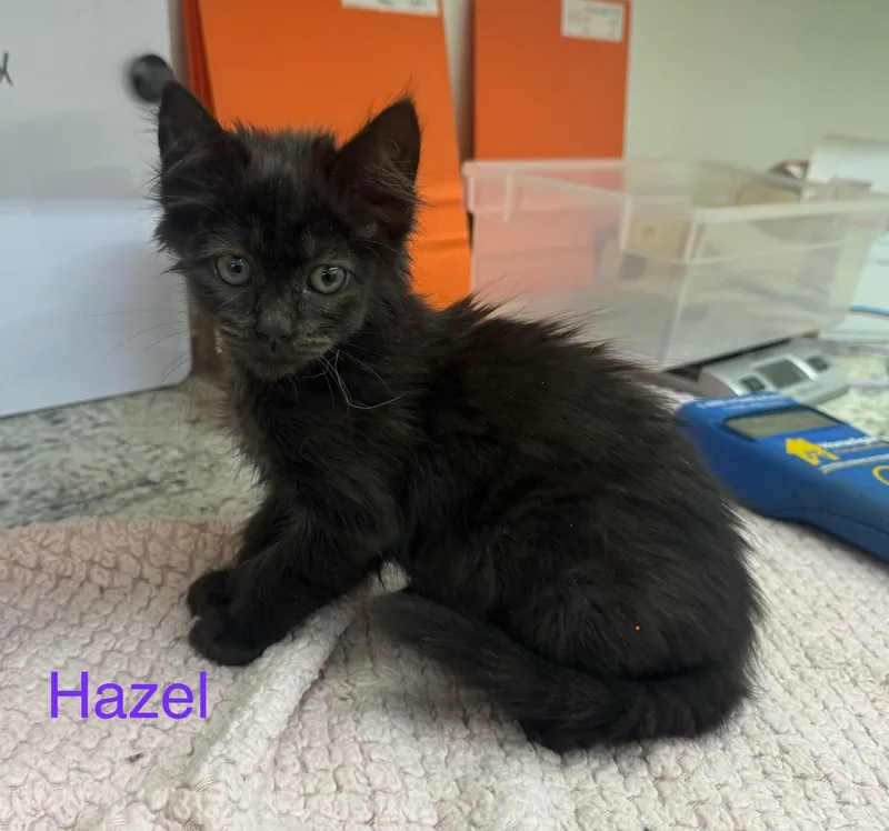 Hazel thumbnail 2