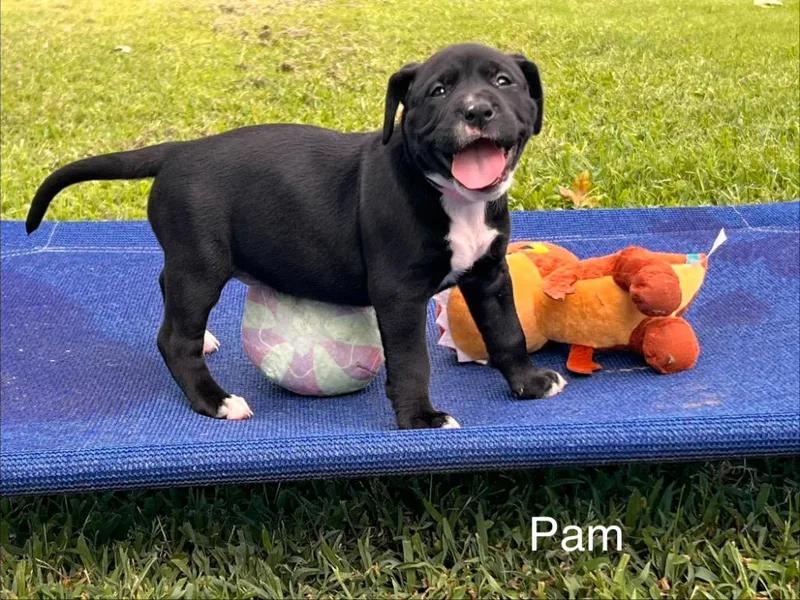 A baby large-sized female Labrador Retriever dog named Pam for adoption in Claremore, OK