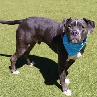 An adult large-sized male Mixed Breed dog named Jack for adoption in Athens, GA