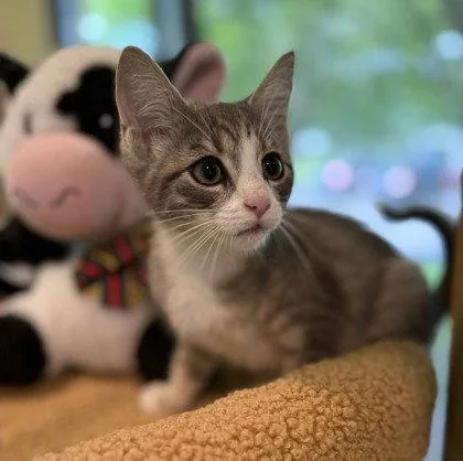 A young small-sized male Gray / Blue / Silver Domestic Short Hair cat named Ajax for adoption in Midland, VA