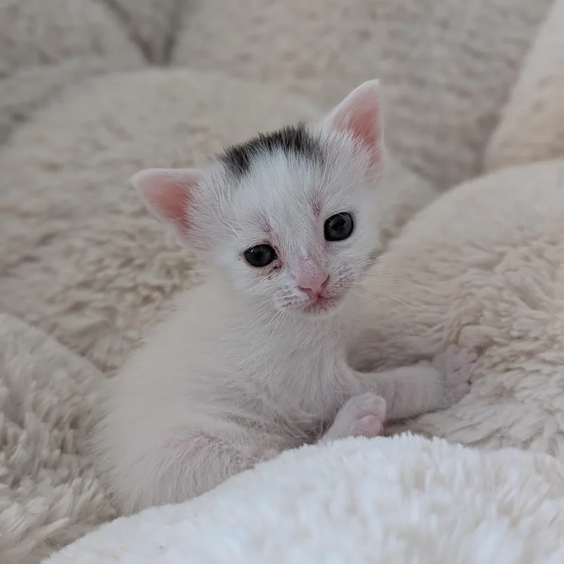 A baby small-sized female White Domestic Short Hair cat named Frankie for adoption in Oakton, VA