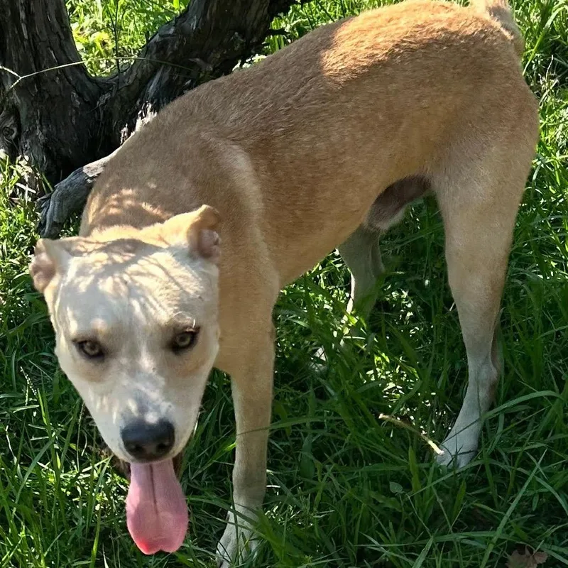 A young medium-sized male Golden Yellow Labrador Retriever dog named Marley for adoption in New Orleans, LA