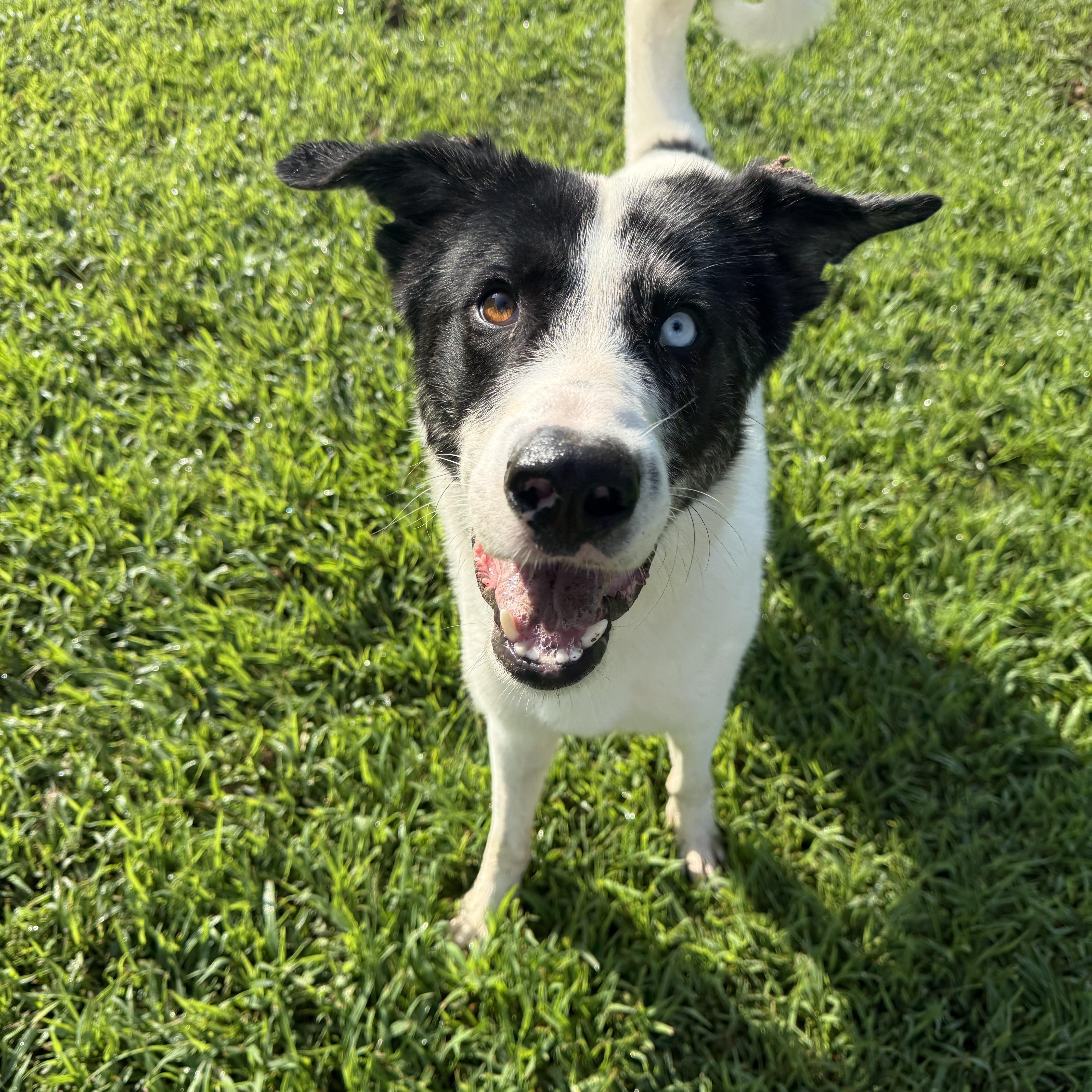 A young large-sized male Australian Shepherd dog named Ventura for adoption in Saluda, VA