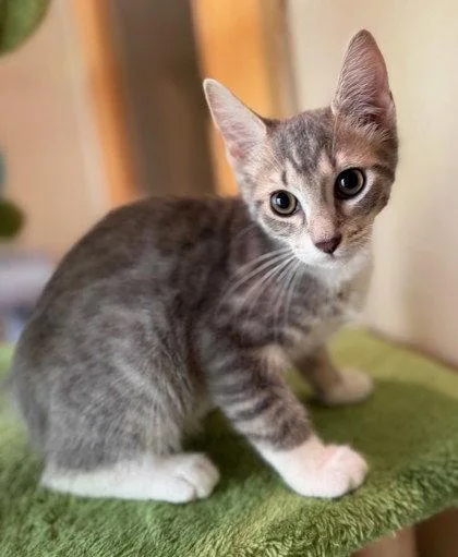 A young small-sized male Gray / Blue / Silver Domestic Short Hair cat named Slim Jim for adoption in Midland, VA