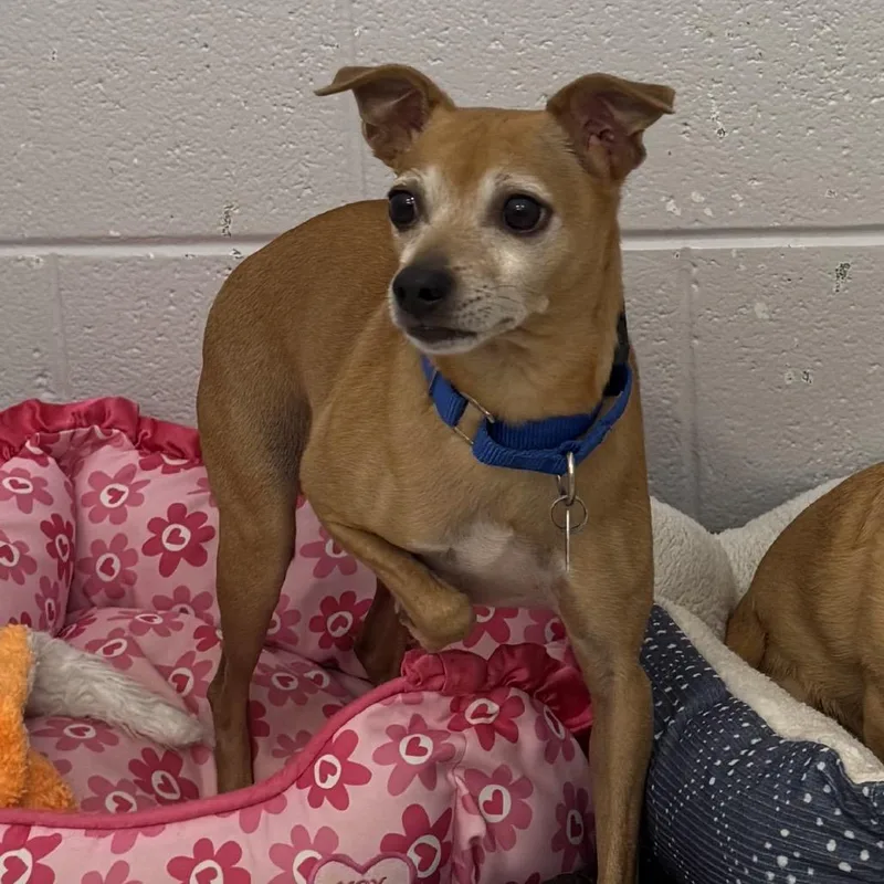 An adult small-sized male Brown / Chocolate Chihuahua dog named Brady for adoption in Delaware, OH