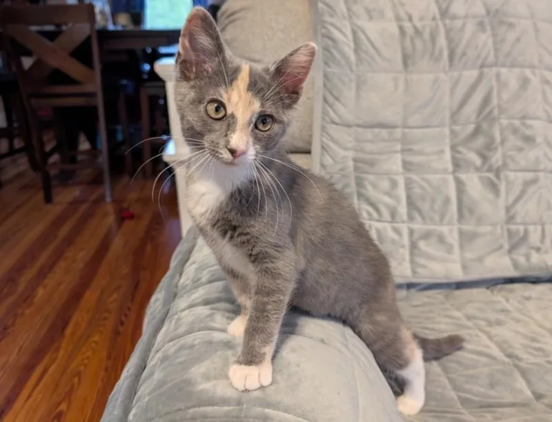 A baby small-sized female Domestic Short Hair cat named Harp for adoption in Hagerstown, MD