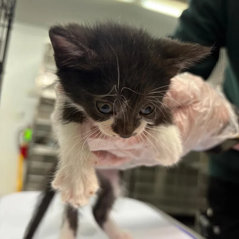 A baby small-sized female Black Domestic Short Hair cat named Toast for adoption in Manhattan, KS
