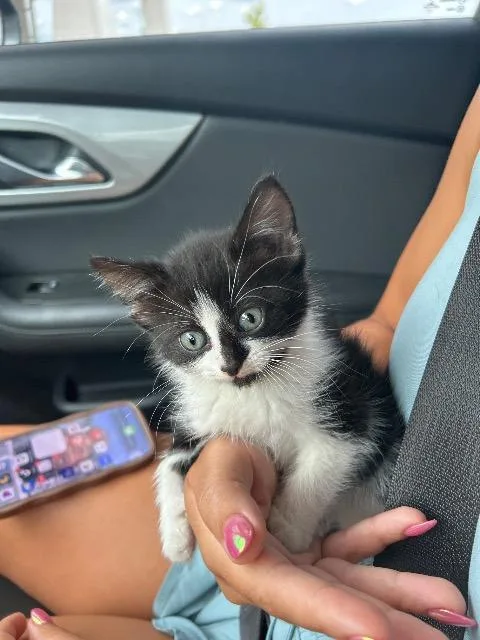 A baby small-sized male Domestic Short Hair cat named Barcode for adoption in Auburn, IN