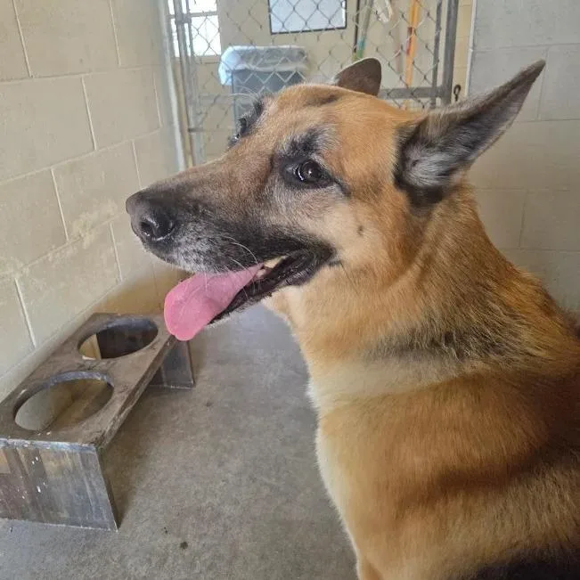 An adult large-sized male Sable German Shepherd Dog dog named Gunner for adoption in Ocala, FL