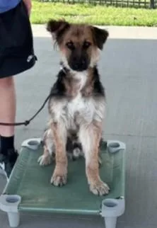 A young medium-sized male Tricolor (Brown, Black, & White) German Shepherd Dog dog named River for adoption in Winchester, KY