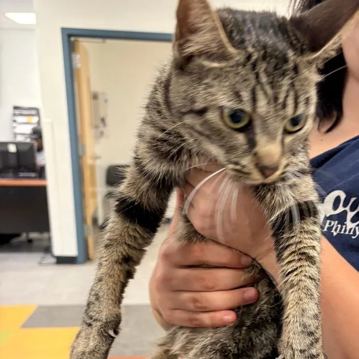 An adult medium-sized female Black Domestic Short Hair cat named Momma B for adoption in Philadelphia, PA