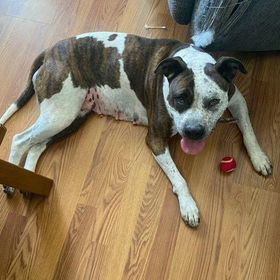An adult large-sized female Brindle Pit Bull Terrier dog named Indi for adoption in Chatham, VA
