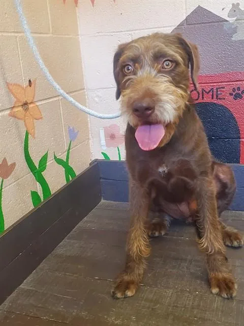 A young medium-sized female Poodle dog named Brownie for adoption in Castaic, CA