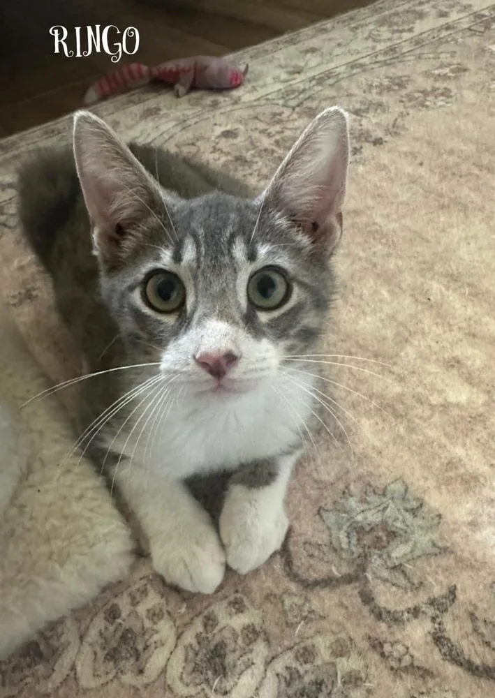 A young medium-sized male Domestic Short Hair cat named Ringo for adoption in Aurora, CO