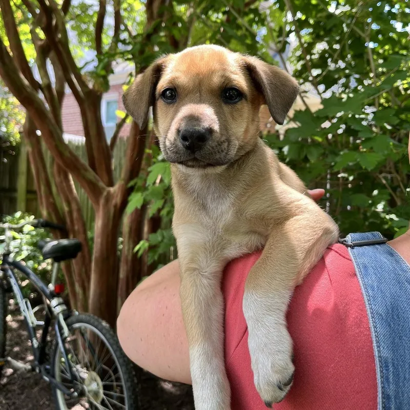 A baby small-sized female Brown / Chocolate Hound dog named Mia Pup: Clover for adoption in Falls Church, VA