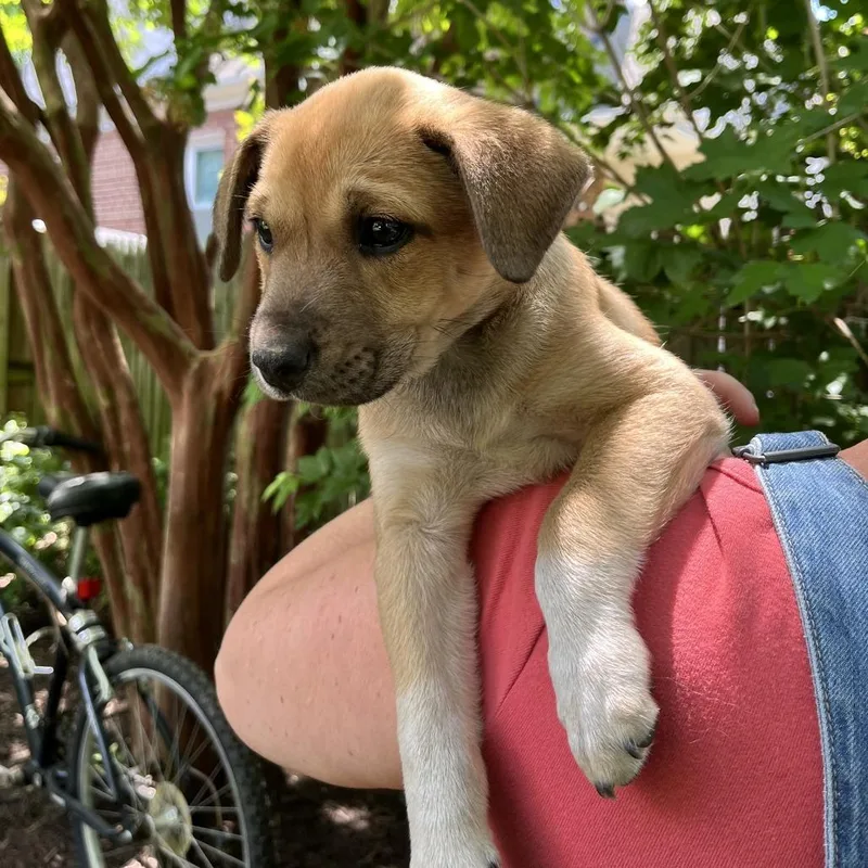 Mia Pup: Clover thumbnail 2
