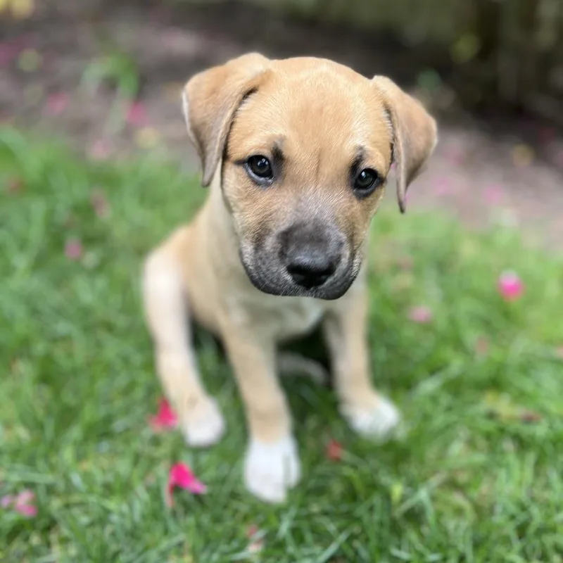 Mia Pup: Clover thumbnail 3