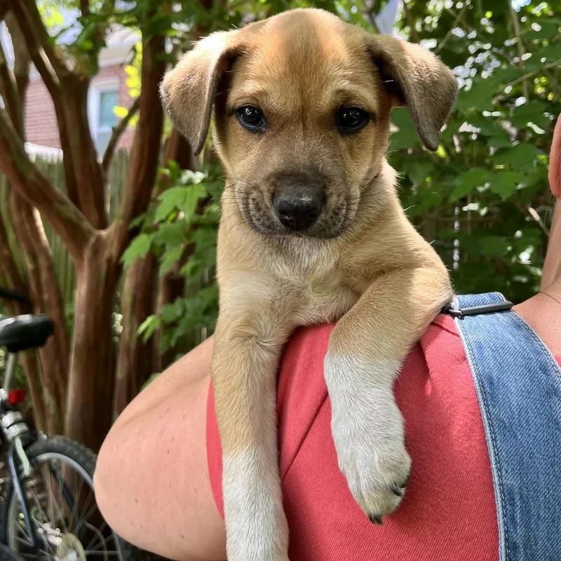 Mia Pup: Clover thumbnail 4