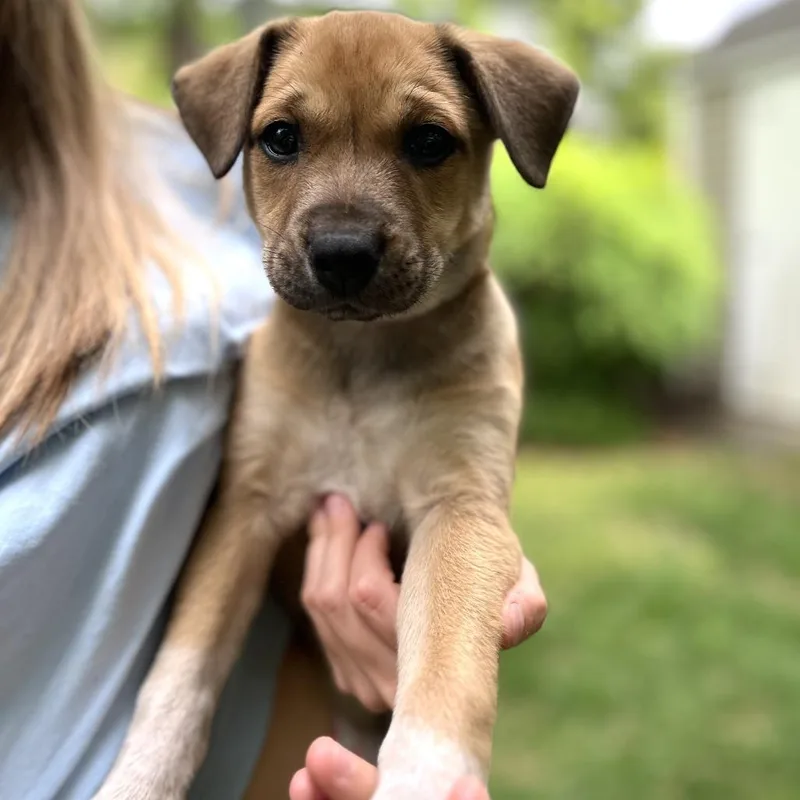 Mia Pup: Clover thumbnail 5