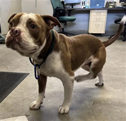 An adult medium-sized male Pit Bull Terrier dog named A for adoption in Camarillo, CA
