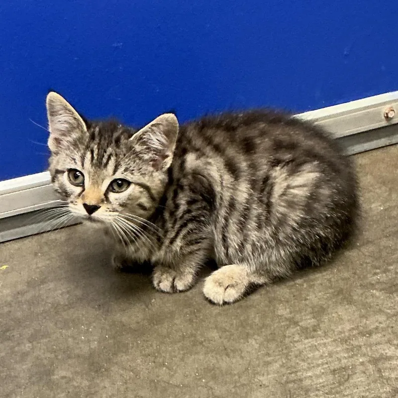 A baby small-sized female Cream / Ivory Domestic Short Hair cat named Stormy for adoption in Waynesburg, PA