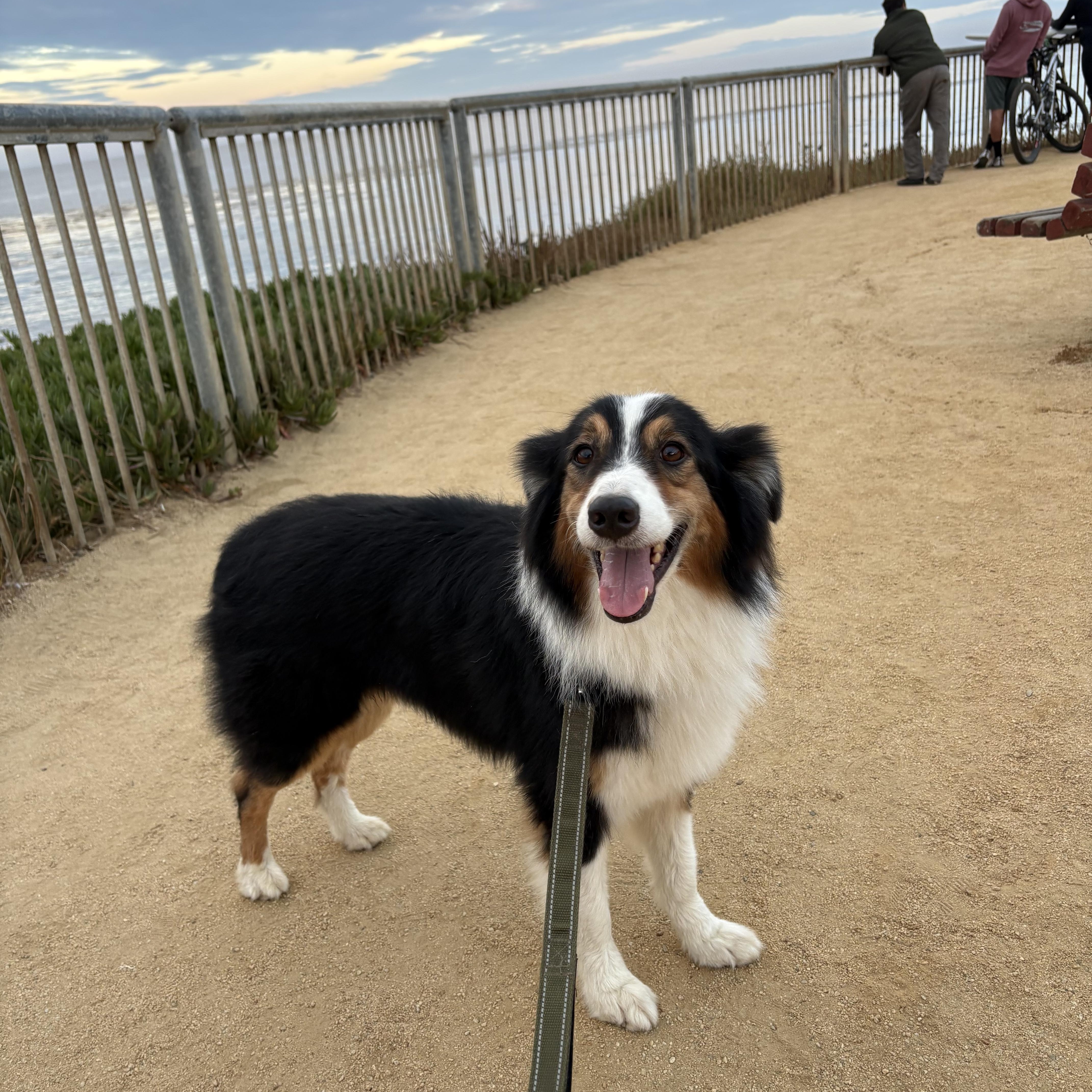 Roofus