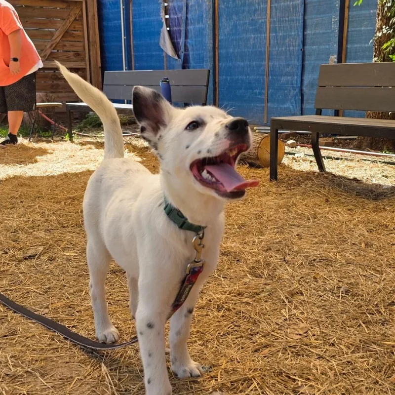 Dapper Dan thumbnail 2