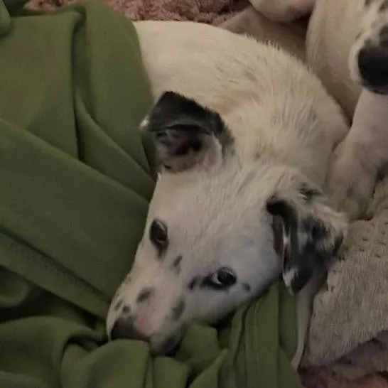 Dapper Dan thumbnail 3