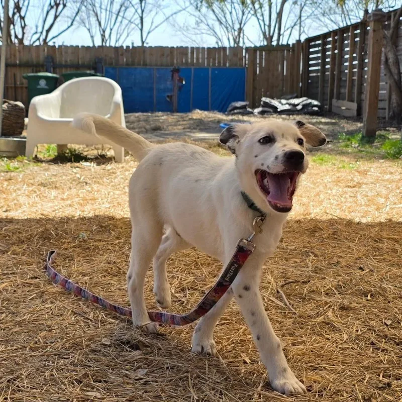 Dapper Dan thumbnail 4