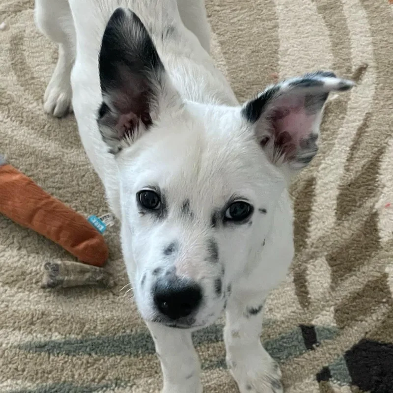 Dapper Dan thumbnail 5