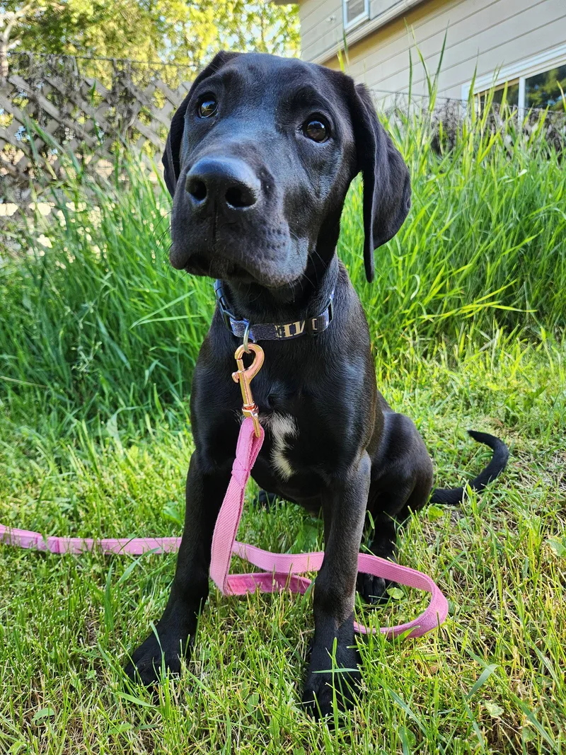 A baby extra large-sized female Hound dog named Ember for adoption in New London, WI