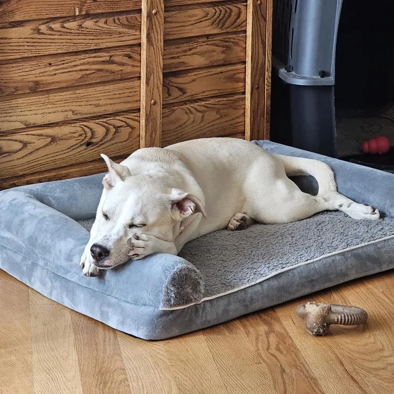 A young medium-sized female Yellow / Tan / Blond / Fawn Mixed Breed dog named Lumi for adoption in Buffalo, MN