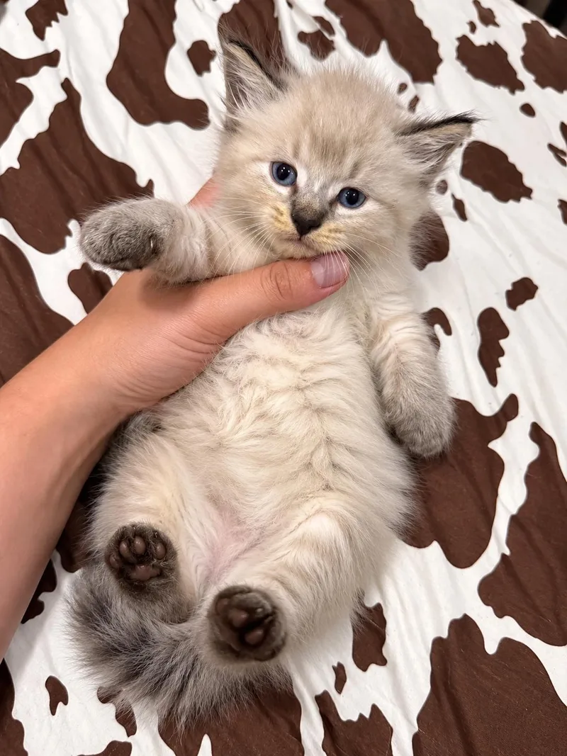 A baby large-sized male Buff & White Maine Coon cat named Snowball for adoption in toledo, OH