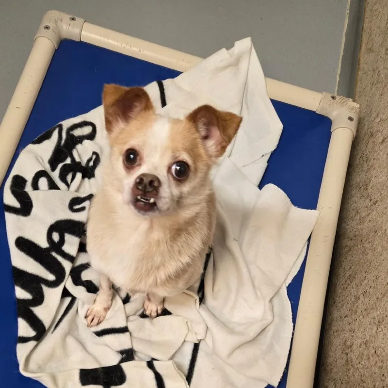 A senior small-sized male White / Cream Chihuahua dog named Branton for adoption in Pennsville, NJ