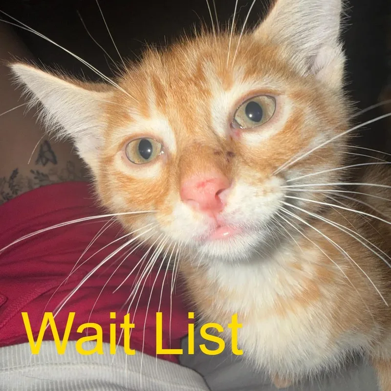 A baby small-sized male Orange / Red American Shorthair cat named Rick for adoption in Livingston, TX
