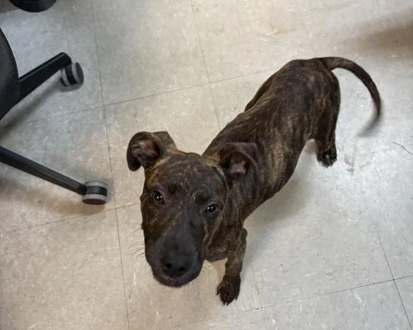 A baby small-sized male Mixed Breed dog named Nasa for adoption in Mobile, AL