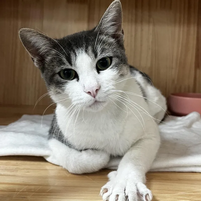 A young medium-sized male Gray / Blue / Silver Domestic Short Hair cat named Paxton for adoption in Yucca Valley, CA