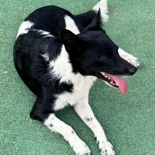 Luca
