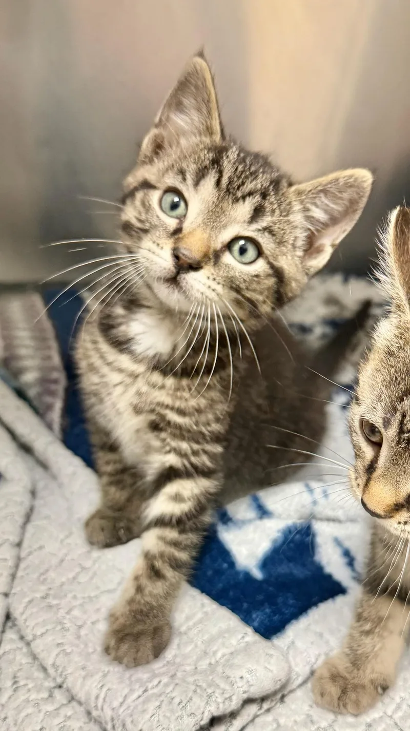 A baby medium-sized male Tabby (Buff / Tan / Fawn) Domestic Short Hair cat named Mike for adoption in Ypsilanti, MI