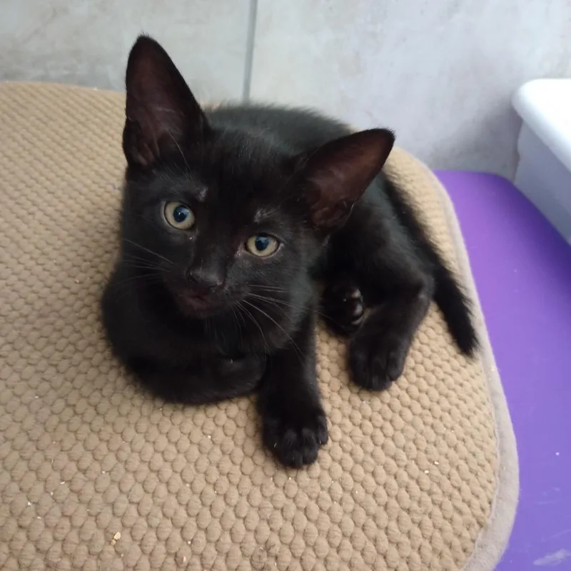 A baby small-sized male Domestic Short Hair cat named Banner for adoption in Cumming, GA
