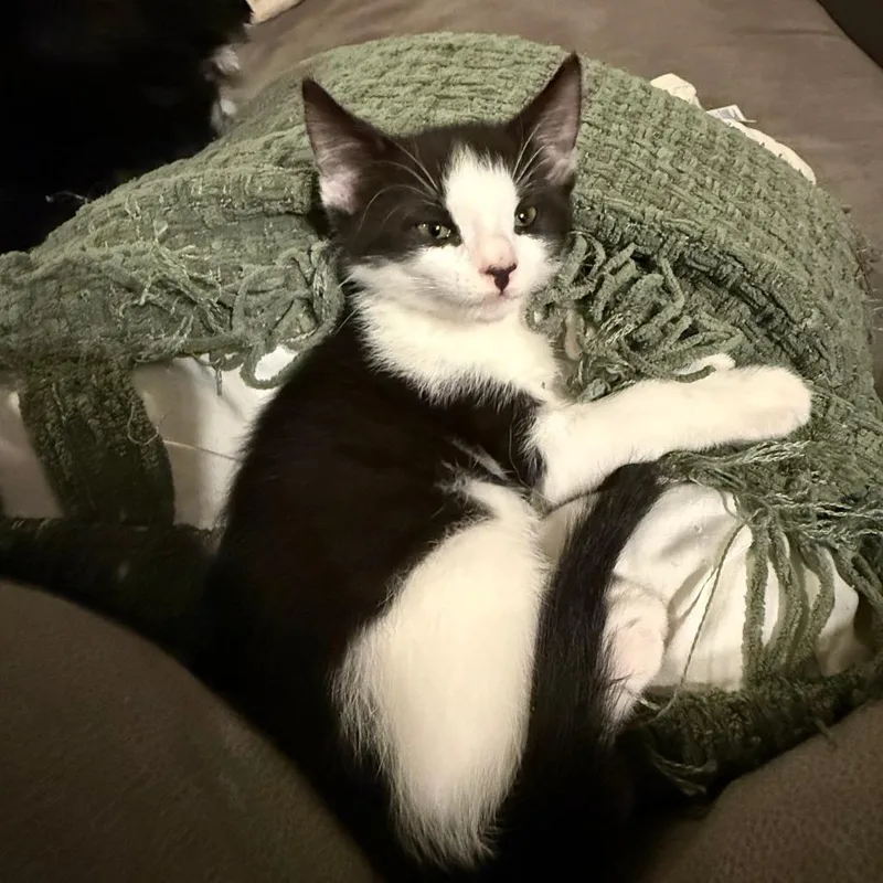 A baby small-sized male Black Domestic Short Hair cat named Mothman for adoption in Morrisville, VT