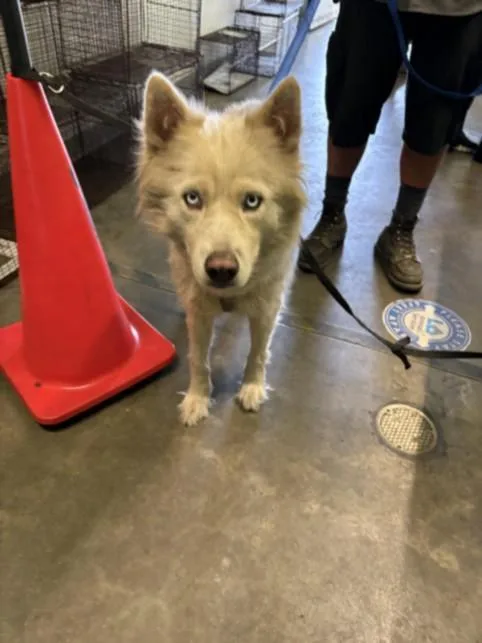 An adult large-sized female Husky dog named Bambi for adoption in Los Angeles, CA