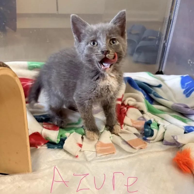 A baby small-sized female Calico Domestic Short Hair cat named Azure for adoption in Bel Air, MD