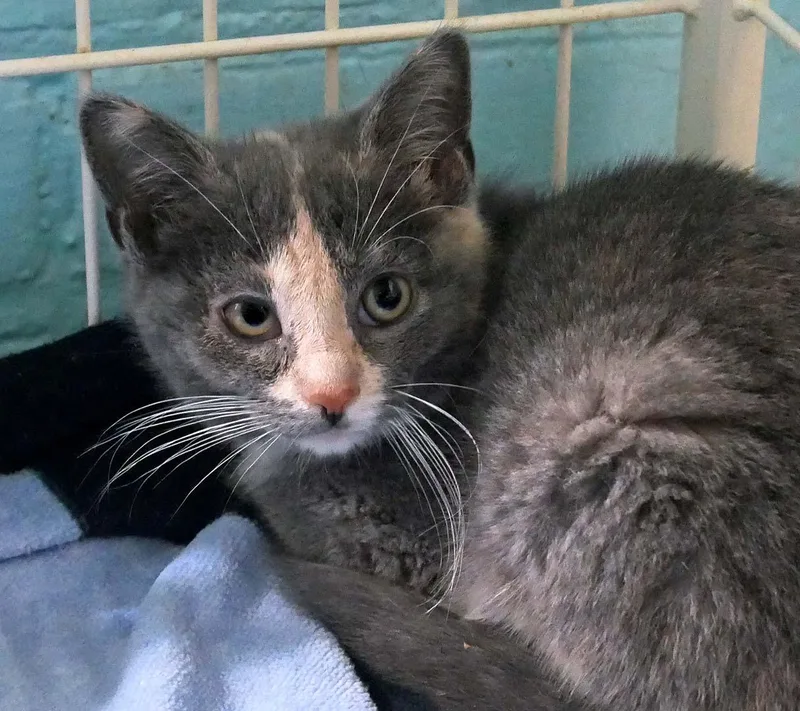 A baby small-sized female Dilute Calico cat named Slate for adoption in Bloomingdale, NJ