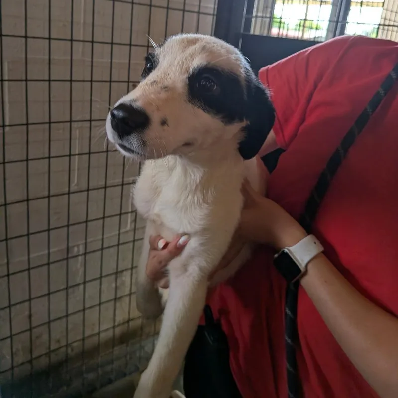 A baby medium-sized male Black Mixed Breed dog named Martin for adoption in Leander, TX
