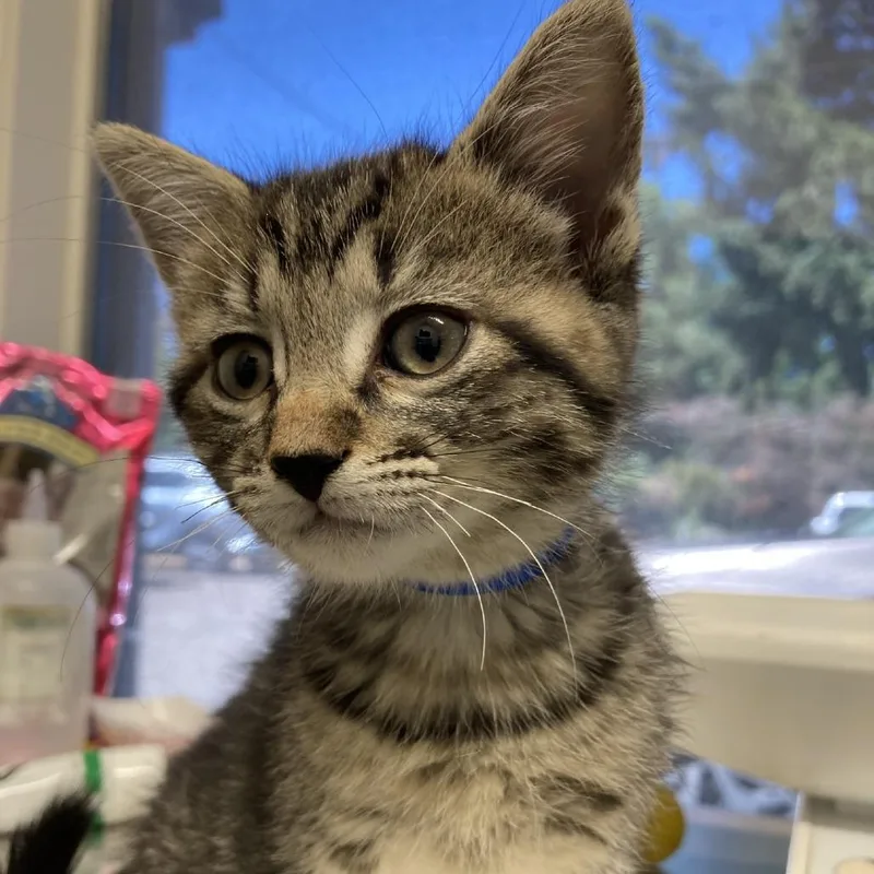 A baby small-sized female Brown / Chocolate Domestic Short Hair cat named Ivory for adoption in Medford, OR