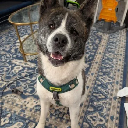 An adult large-sized female Akita dog named Aiko for adoption in Wheaton, IL