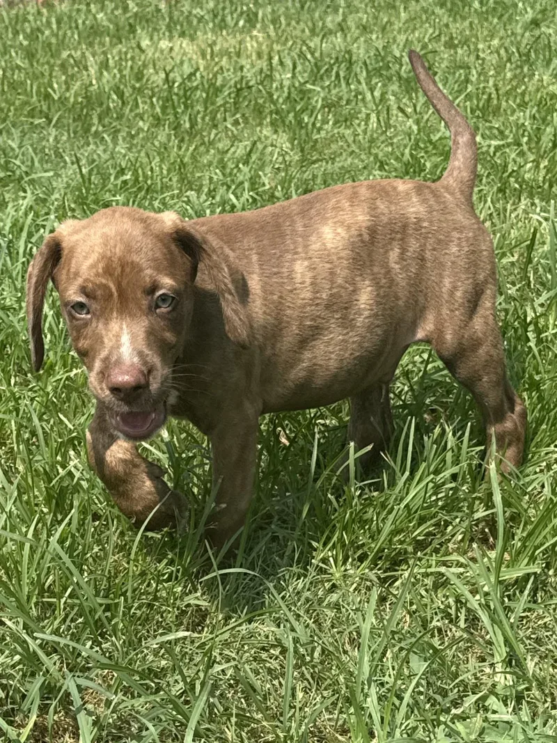 A baby medium-sized male Brown / Chocolate Labrador Retriever dog named Alex for adoption in Seale, AL